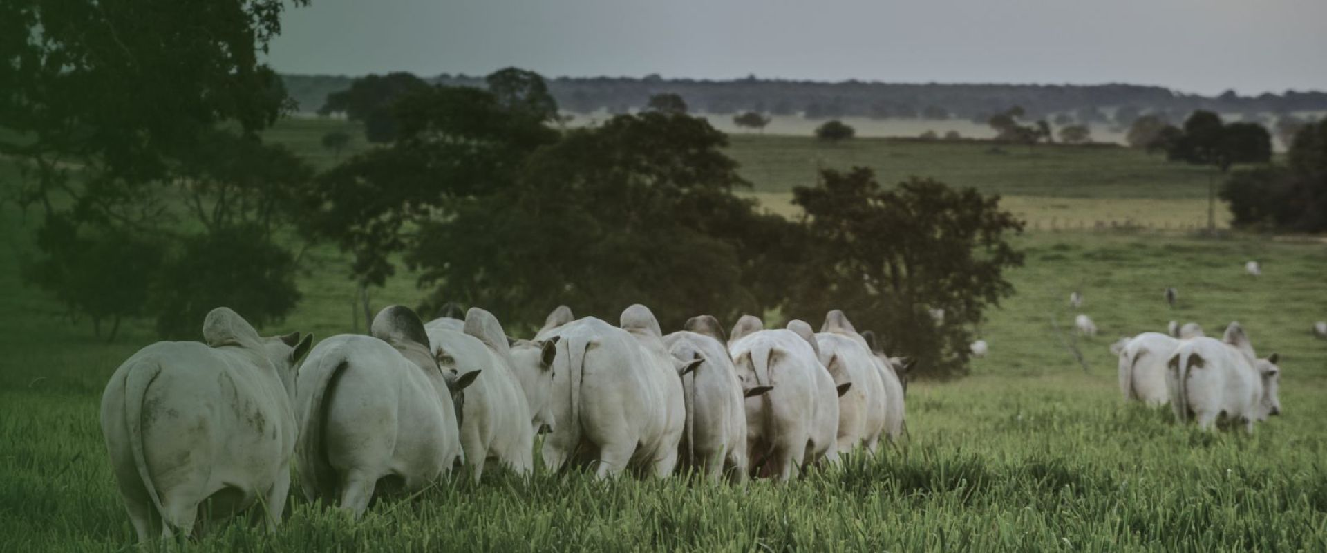 Genética Produtiva e Funcional