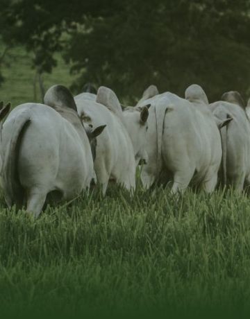Genética Produtiva e Funcional