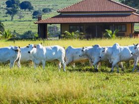 Palestras e visita técnica na Fazenda Modelo